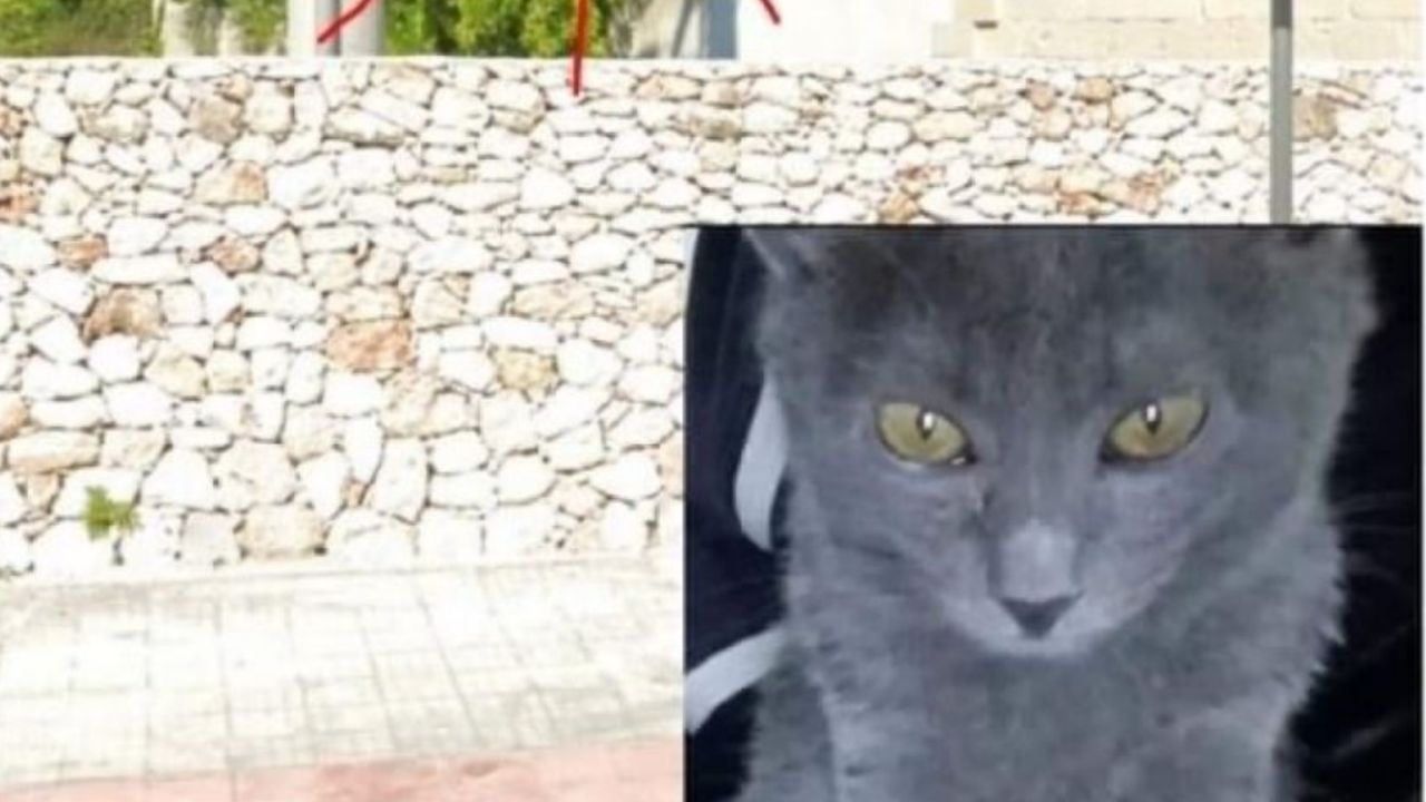 Un gattino grigio