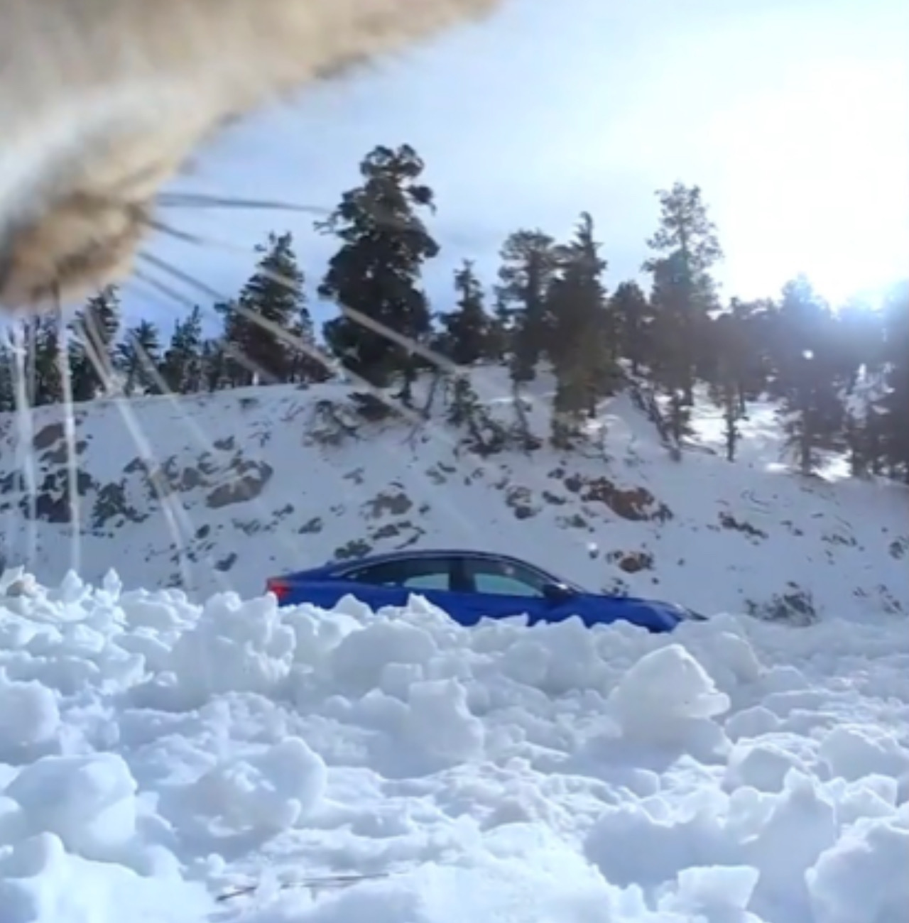 Gatto gioca nella neve