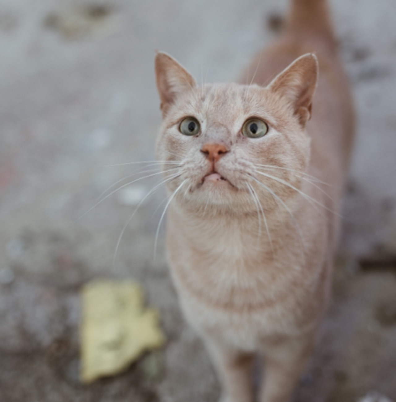 Gatto guarda la telecamera