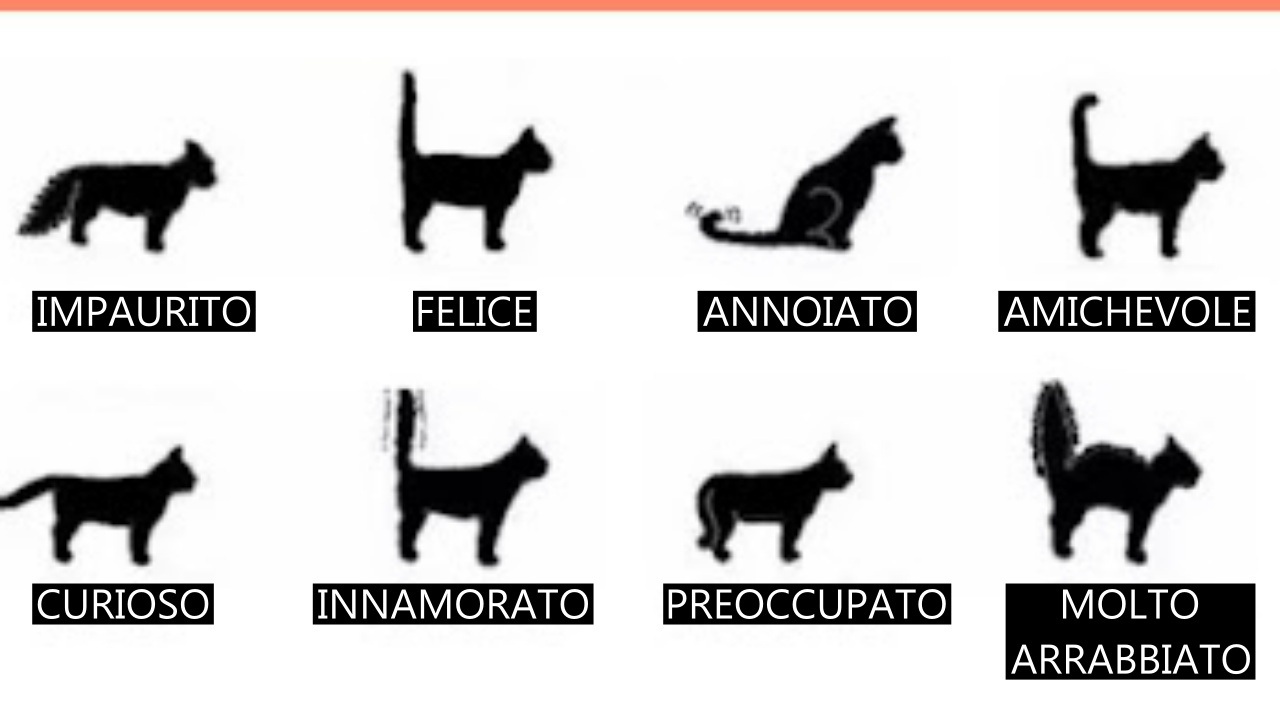 coda del gatto