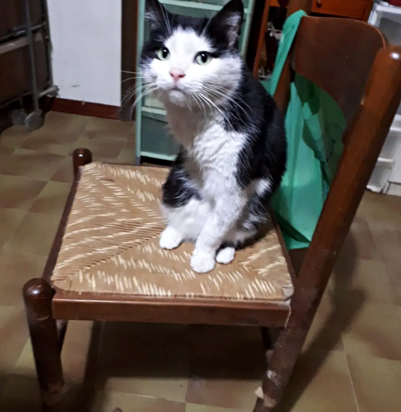 gatto sulla sedia