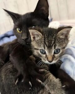 Fern, la gatta che ha adottato un gattino orfano