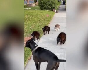 Gang di gatti si arrabbia con il cane amichevole che voleva solo camminare sullo stesso marciapiede