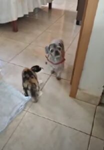 Gatta non riconosce il suo amico cane che è appena tornato dal toelettatore