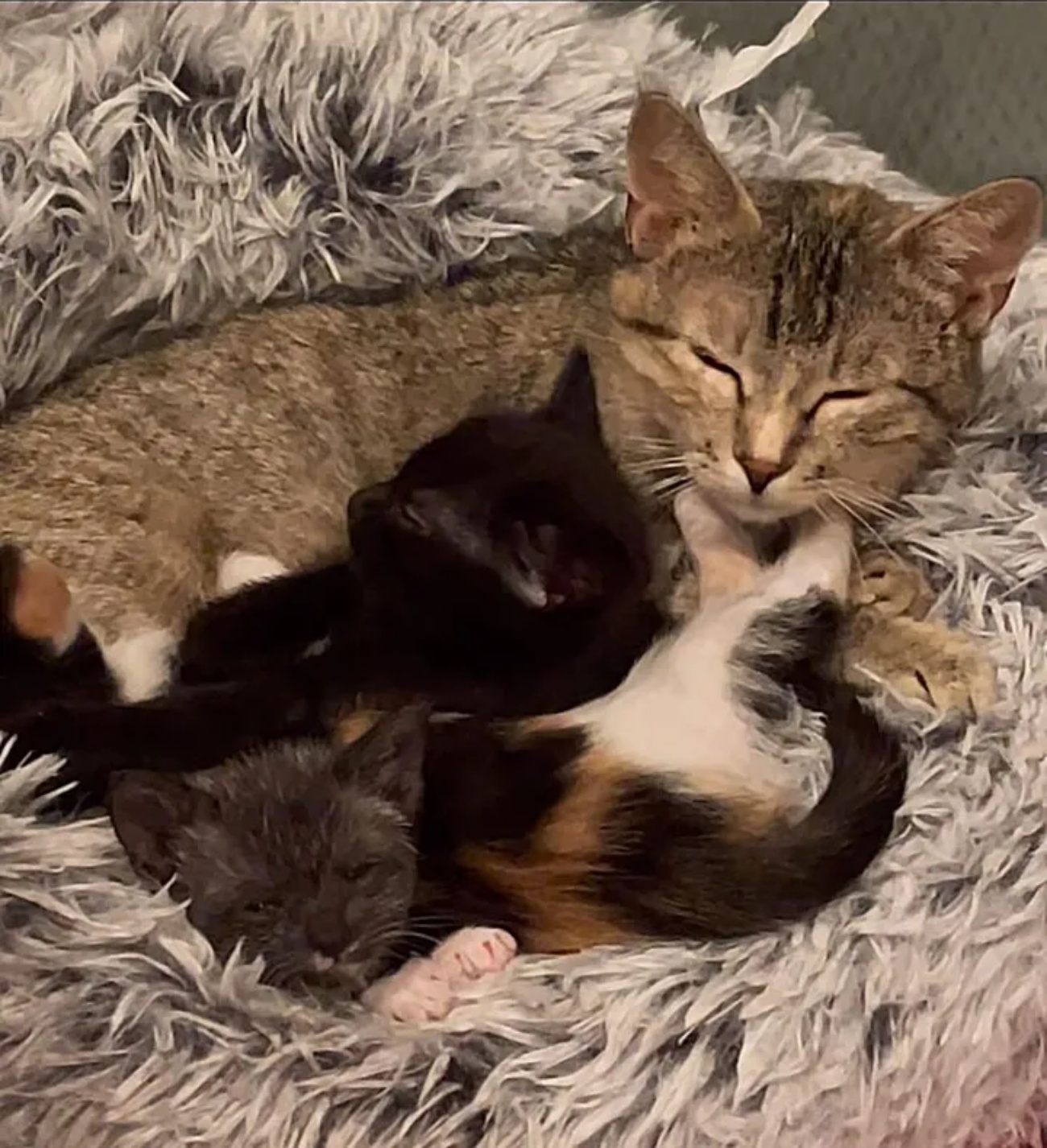 micia e cuccioli
