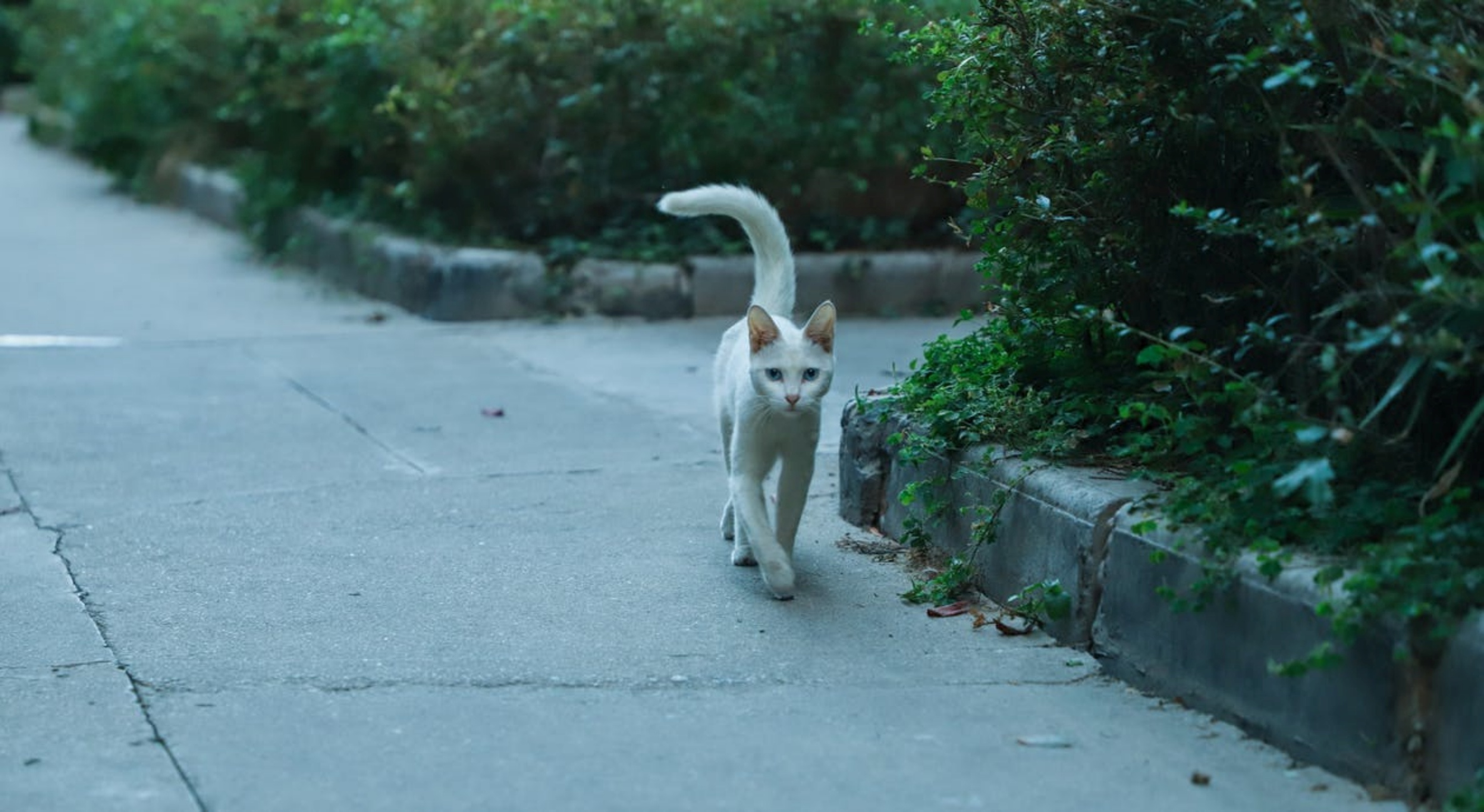 gatto bianco