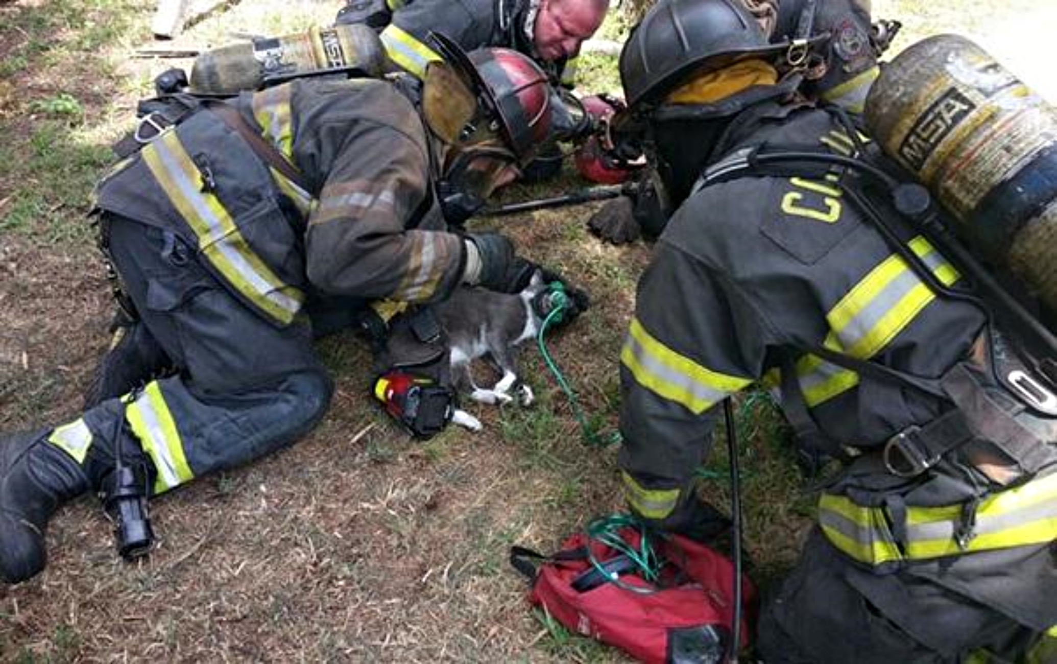 gatti e vigili del fuoco