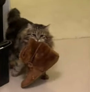 Gattina porta alla sua umana una ciabatta: il gesto è dolcissimo