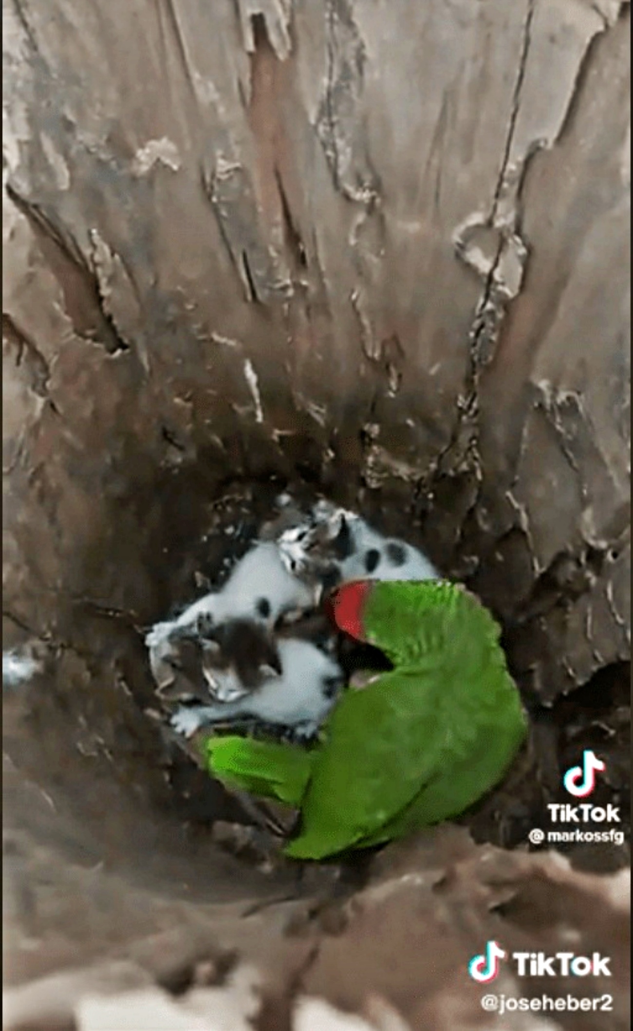 micetti e pappagallo