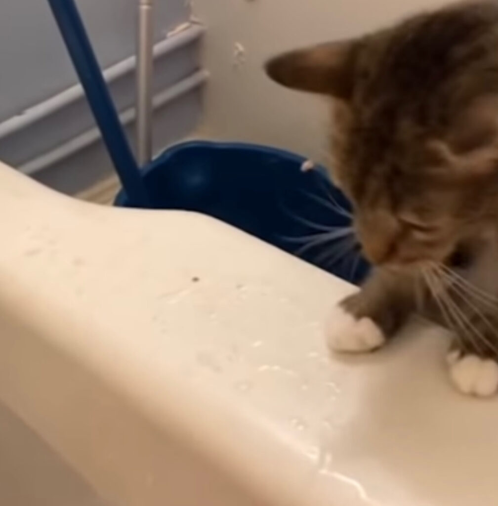 Gatto è sul ciglio della vasca