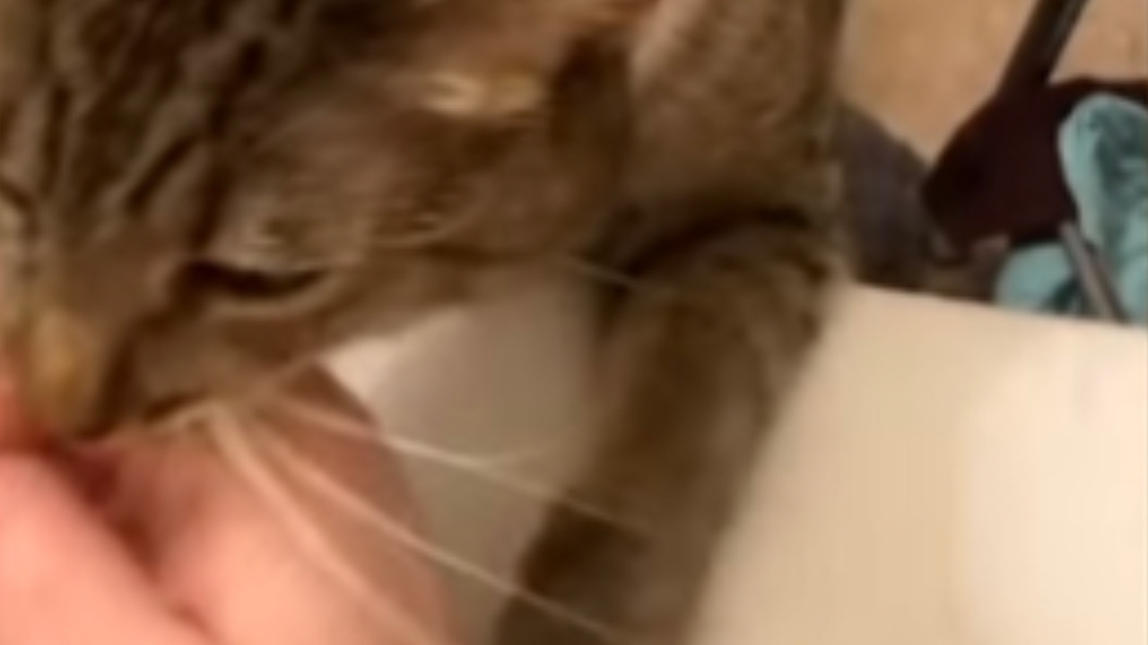 Gatto afferra la mano della sua mamma