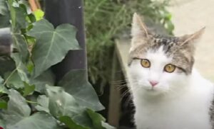 Gatto colpito da una freccia di balestra in testa: l’Enpa ha trovato il responsabile