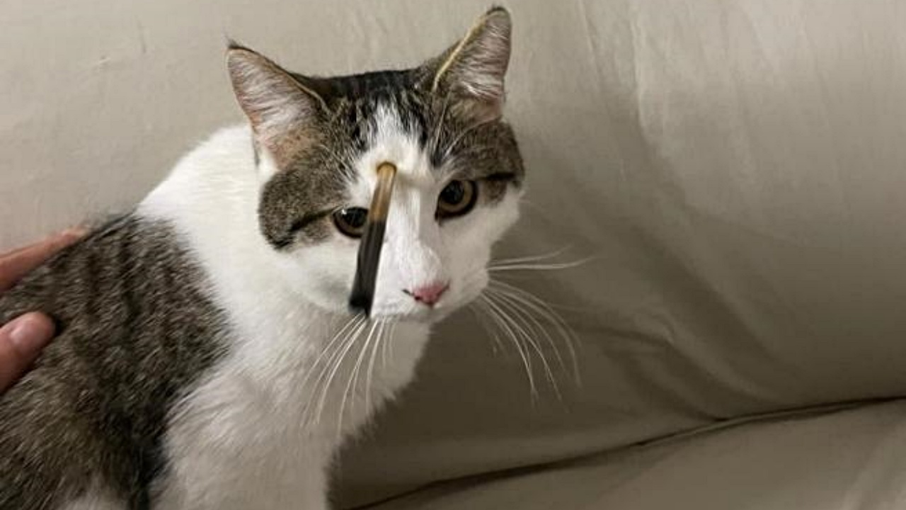 gatto con freccia in testa