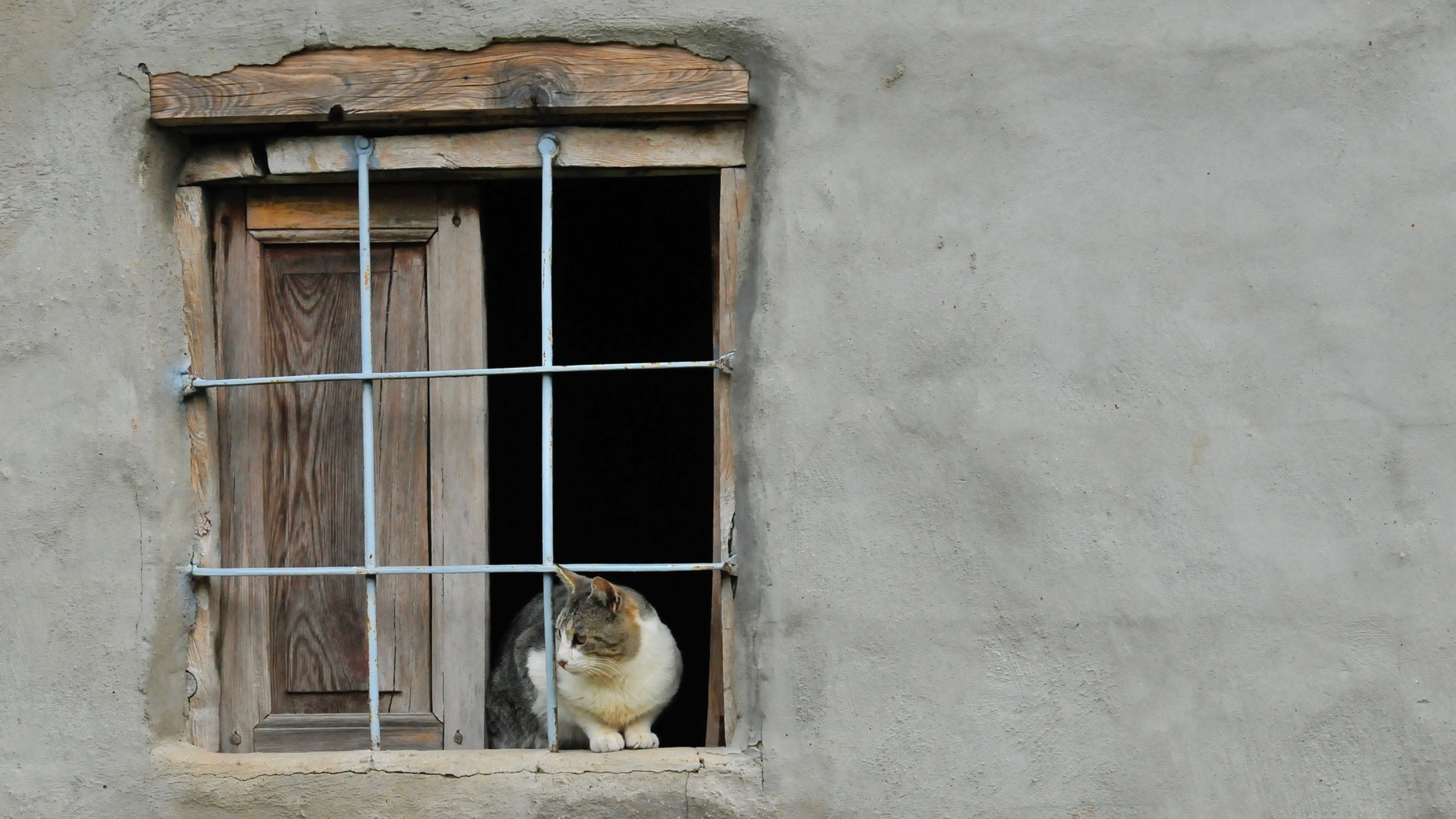 gatto sulla finestra