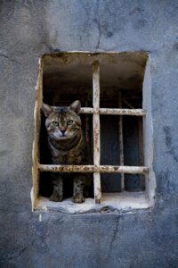 Gatto intrappolato da più di 10 giorni in un palazzo di Torino: i Vigili non vogliono intervenire