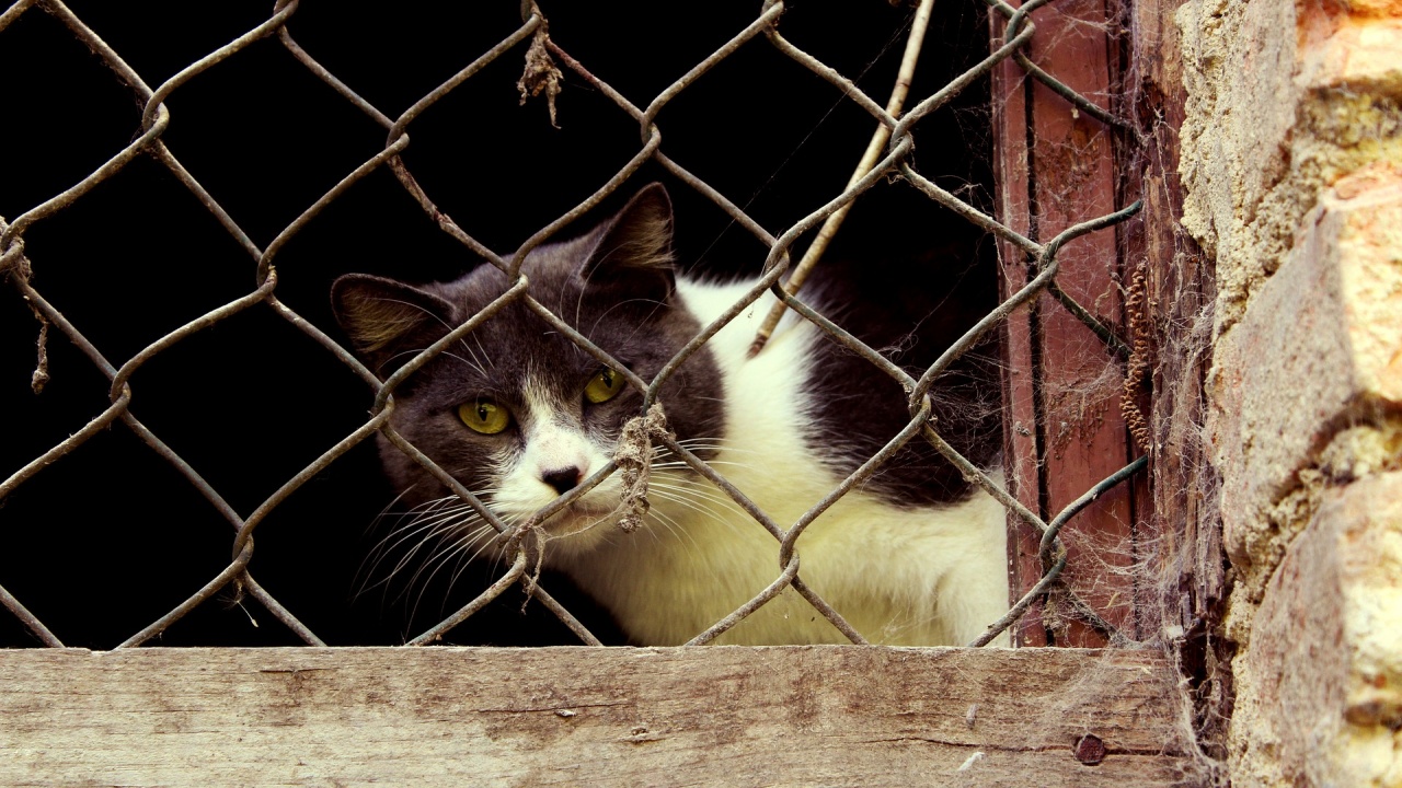 gatto intrappolato