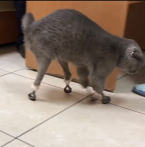 Gatto con protesi