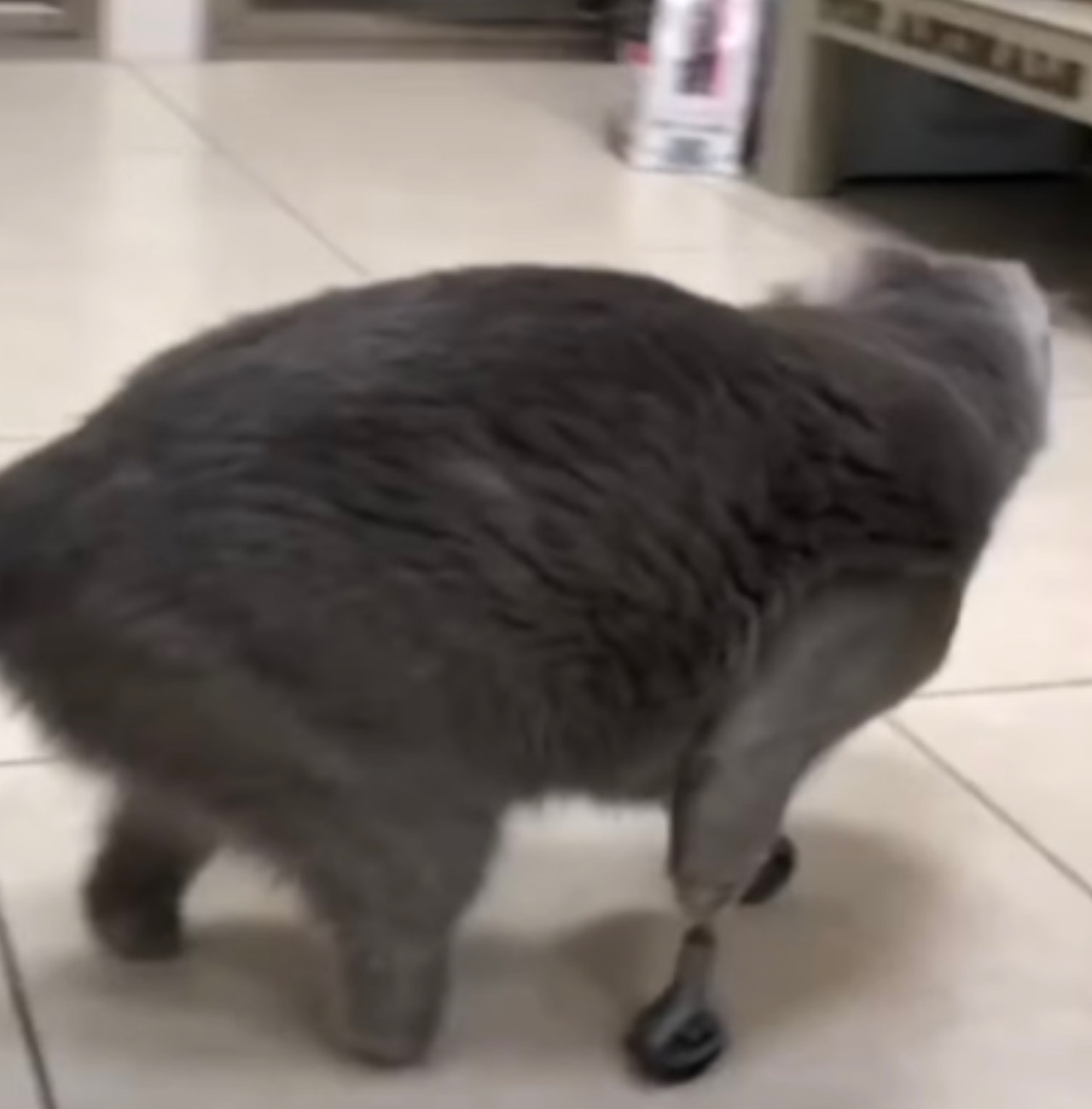 Gatto con due protesi cammina