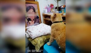 Gatto si mette ogni giorno davanti alla foto della sua umana defunta