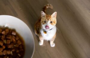 gatto che guarda il cibo