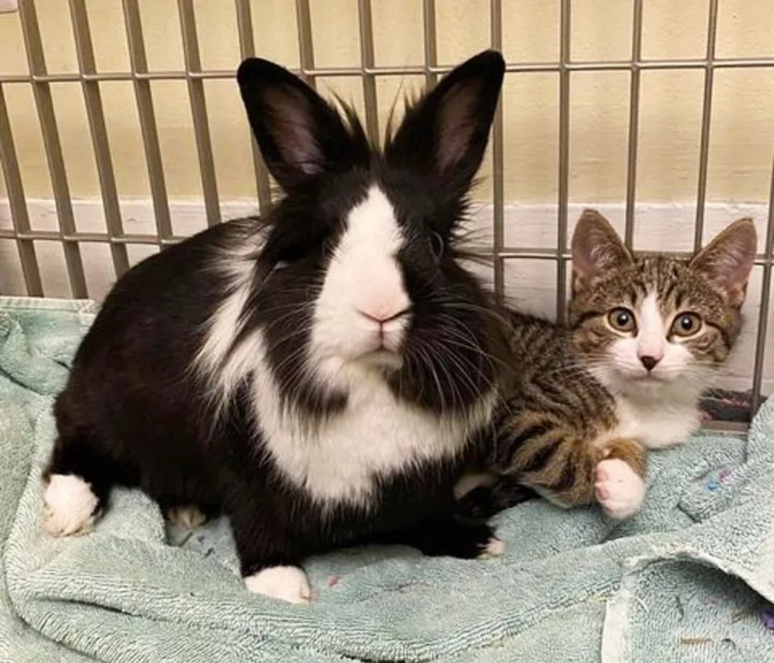 gattino e coniglio