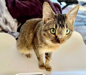 Il gatto affetto da nanismo e megaesofago, riesce a farcela grazie ad una donna
