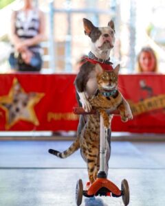 Il gatto e il cane entrano nel Guinness World Record per la loro passione