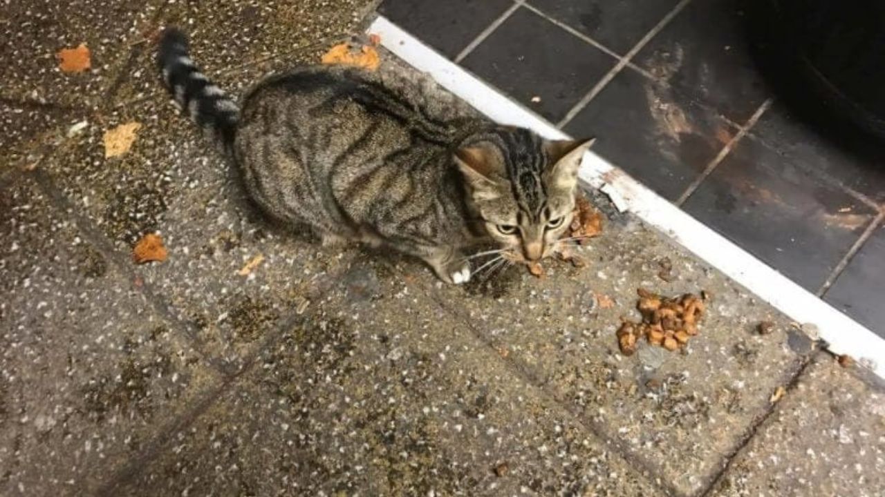 gatto chiede cibo extra ai passanti