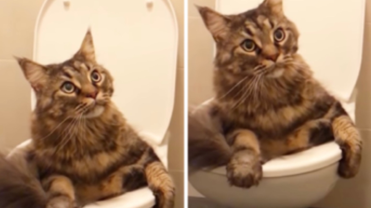 Gatto si siede nel wc