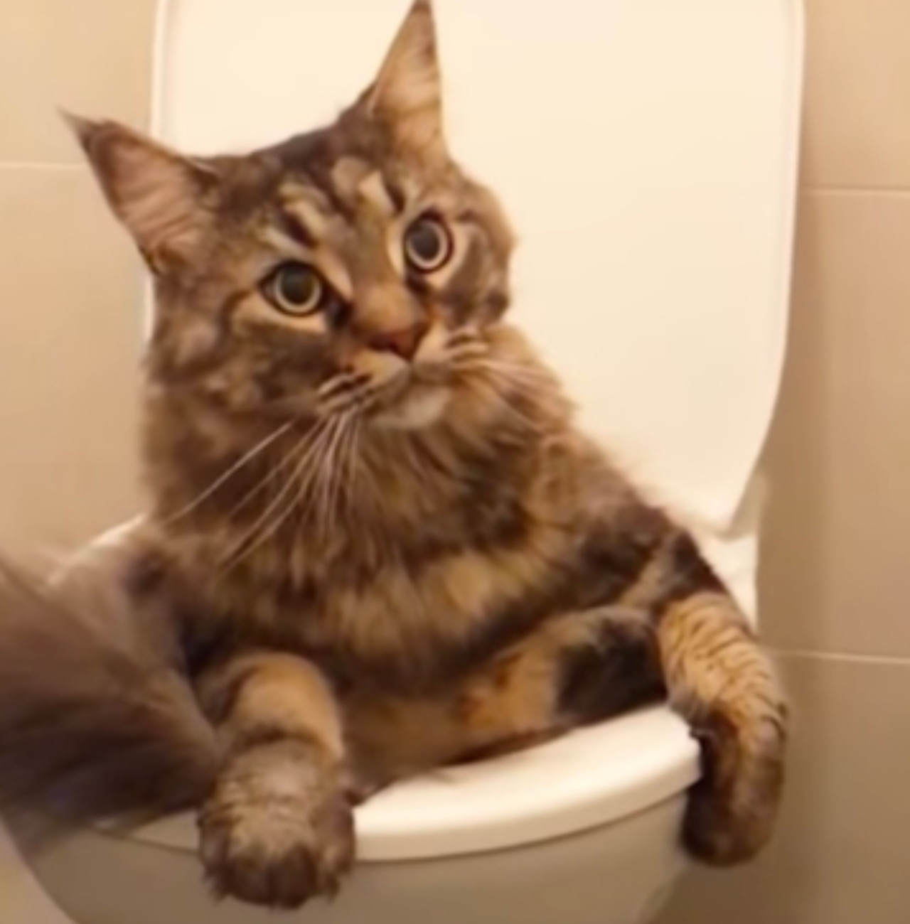 Gatto sta seduto nel wc
