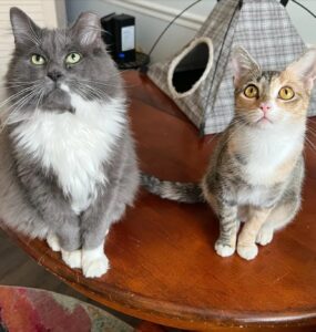 Il gatto randagio odiava i suoi simili, ma quando ha incontrato la micia giusta tutto è cambiato
