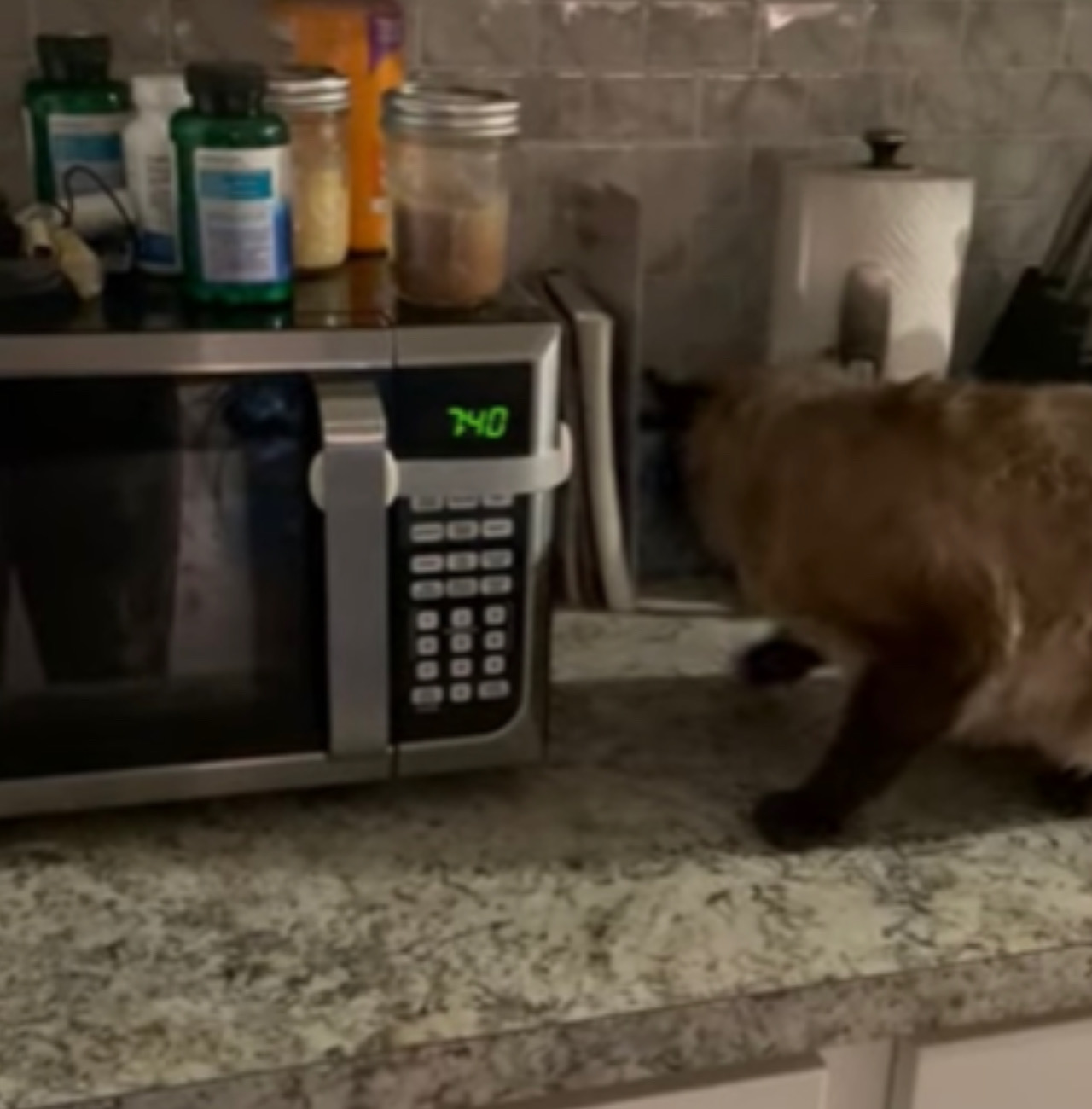 Gatto si trova sul piano della cucina