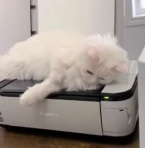Gatto allungato sullo scanner