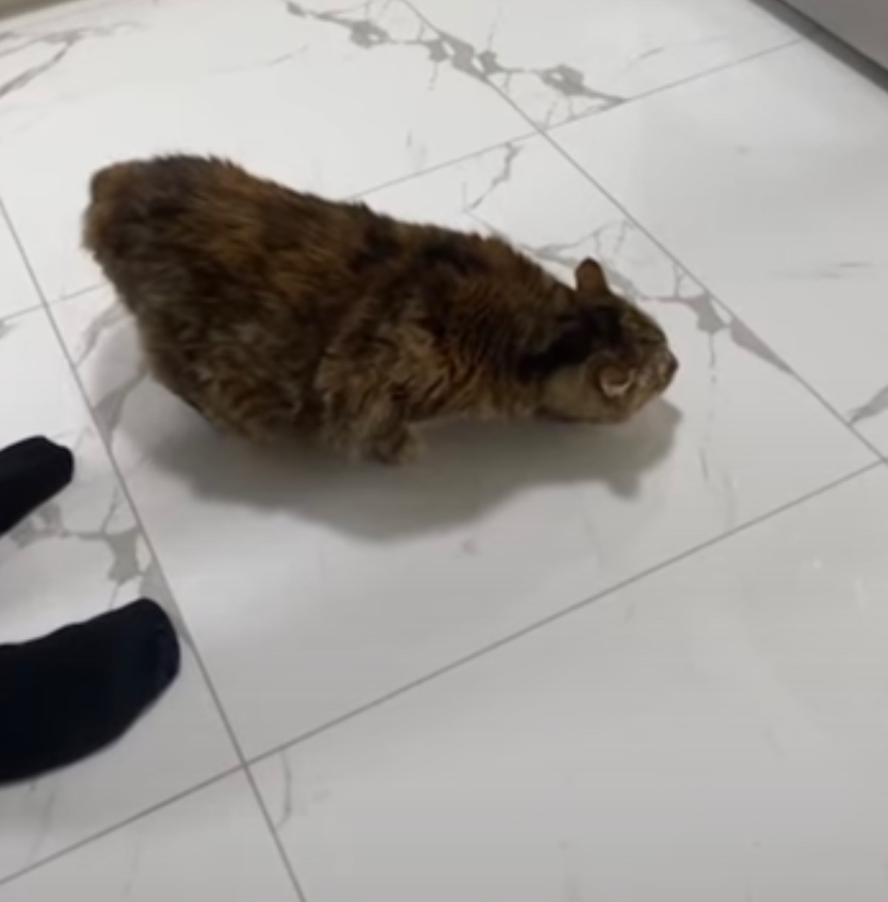 Gatto sta vicino i piedi del suo umano