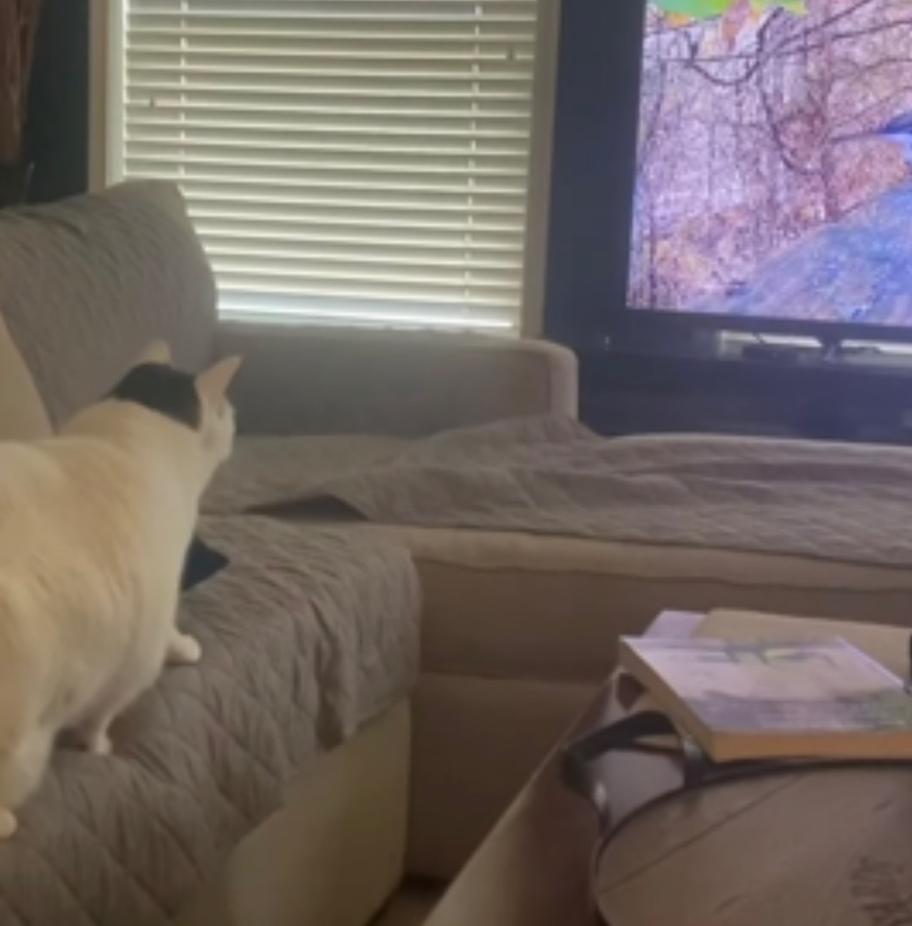 Il gatto guarda il televisore