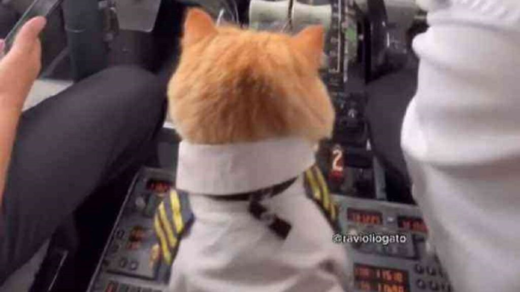 Il pilota gatto