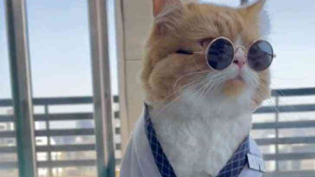 Il pilota gatto con gli occhiali