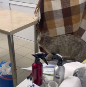 Il veterinario fa fatica a tenere fermo il suo paziente gattino