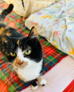 Isotta, la gatta che era destinata ad una morte orribile cerca una famiglia per sempre
