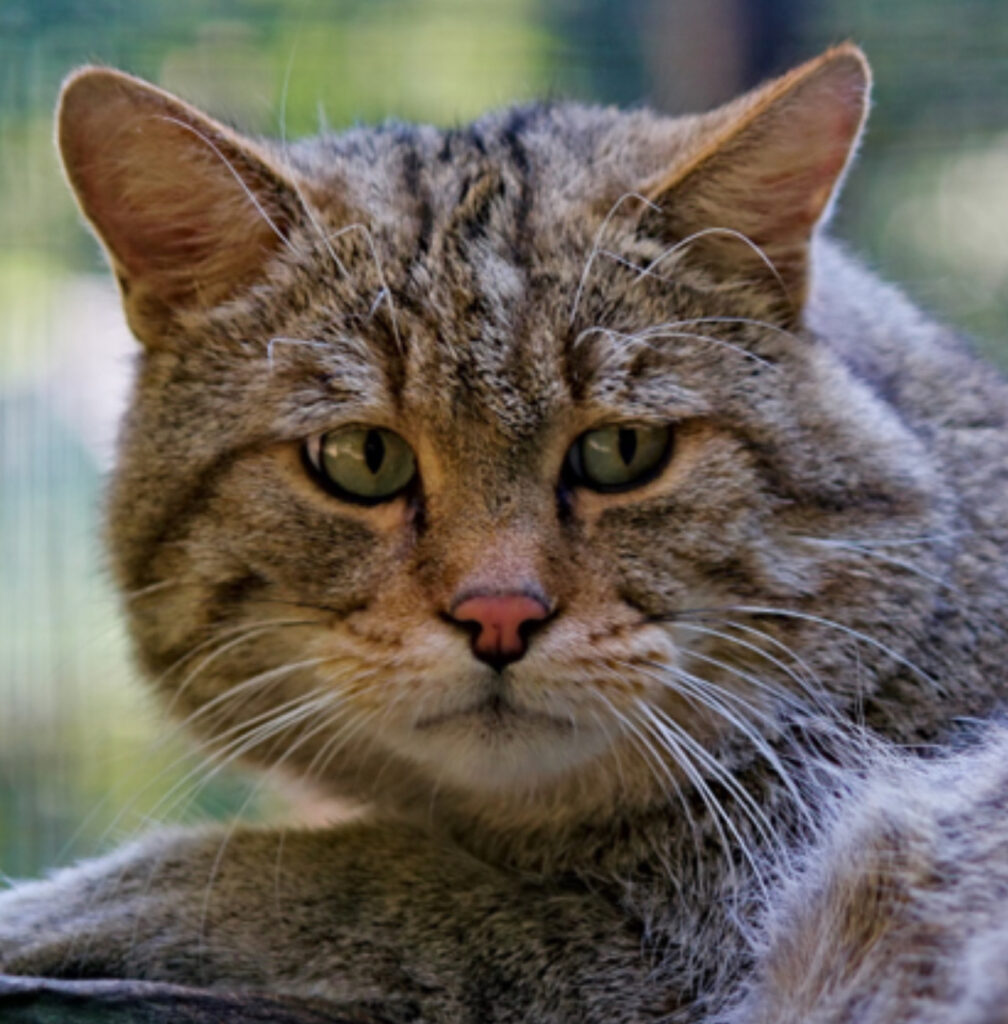 Gatto con gli occhi tristi