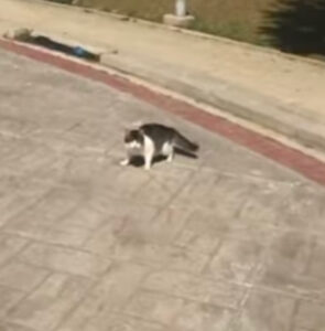 Gatto va nella piazza