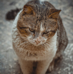 La straziante lettera di un gatto all’umano che lo ha abbandonato in un rifugio