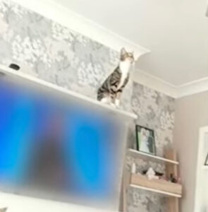 Gatto fissa il soffitto