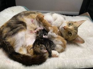 Mamma gatta è felicissima di aver trovato un posto sicuro in cui dare alla luce i suoi piccoli