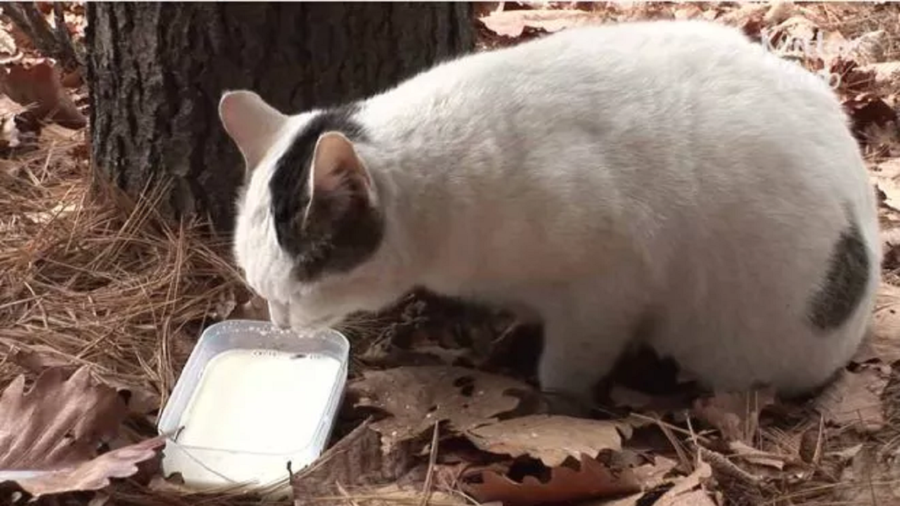 Nabi mentre mangia