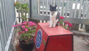 Ogni giorno questa gatta si fa trovare alla stazione per salutare i viaggiatori