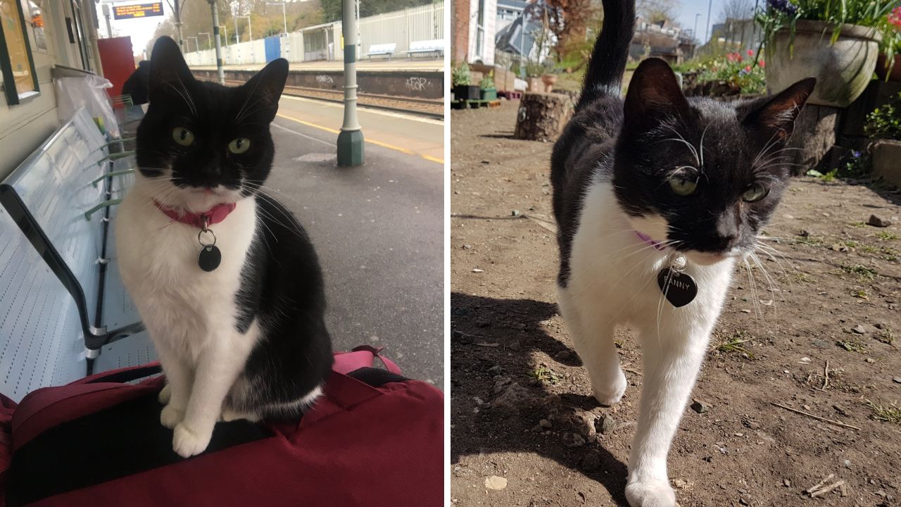 gatta saluta i pendolari alla stazione