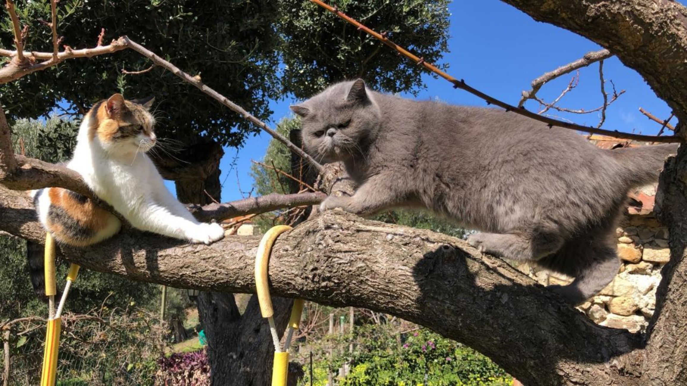 gatti su albero