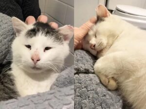 Possum, il gatto strabico che viveva in strada ha trovato una persona gentile e si è trasformato