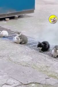 I gattini hanno freddo, ma scoprono una tecnica ingegnosa per tenersi al caldo (VIDEO)